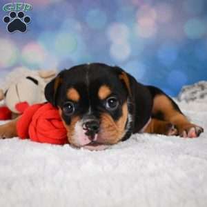 Buddy, Miniature Bulldog Puppy